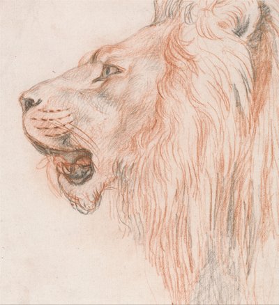 Head of a Lion by Unbekannt Unbekannt